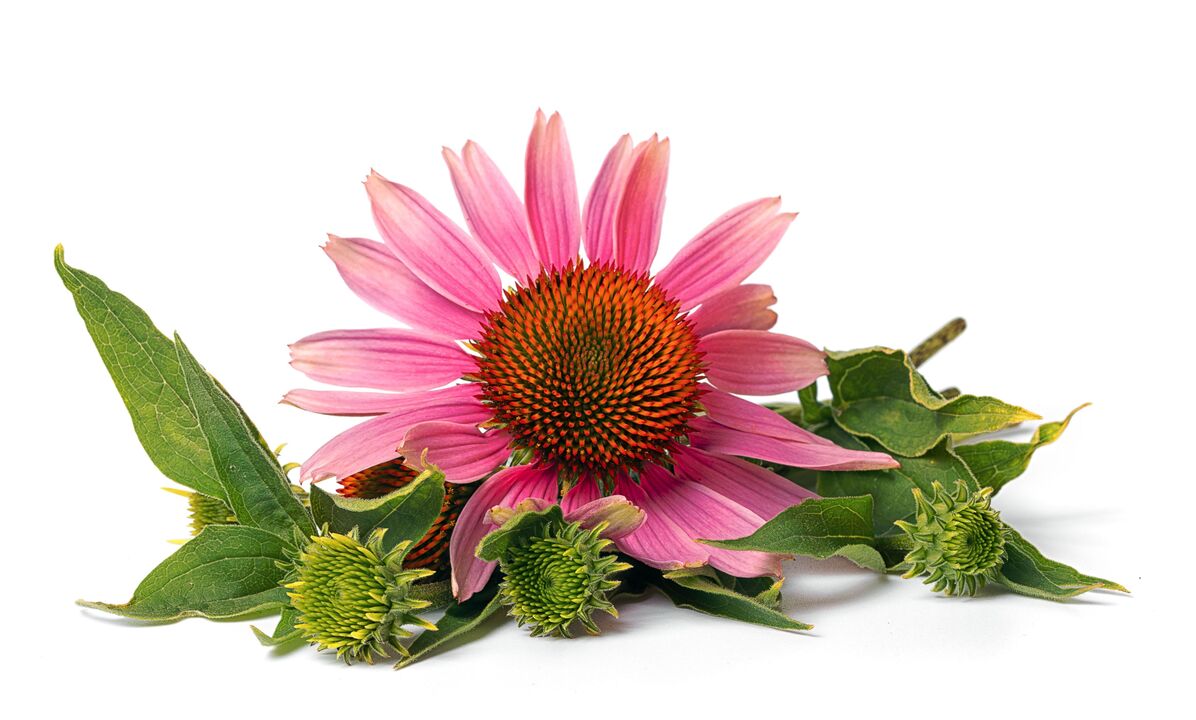 Echinacea in the cardiform capsule