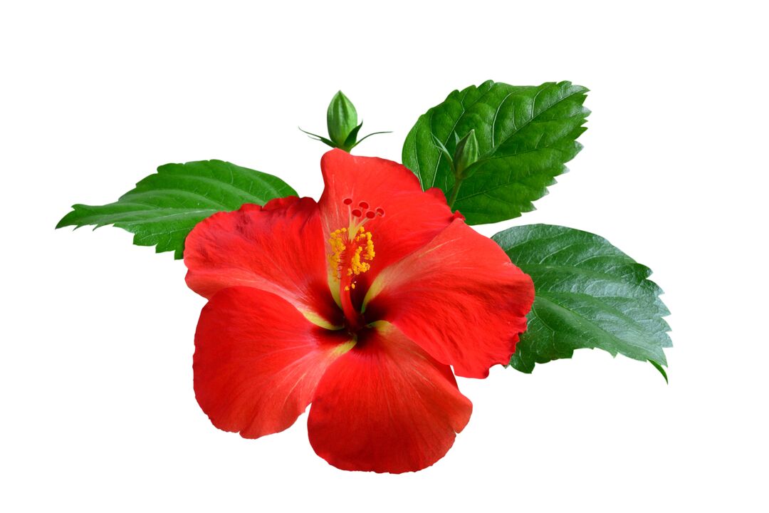 Flower Flowers as part of the cardiform capsule