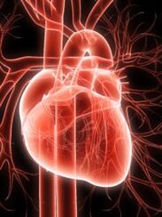 The vascular system of cardio and hypertension